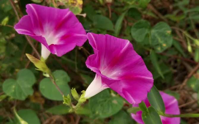 阿司匹林可以浇茶花吗 阿司匹林可以浇昙花吗