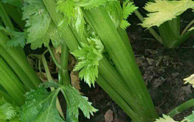 芹菜和香菜的区别/芹菜和香菜的区别在哪里