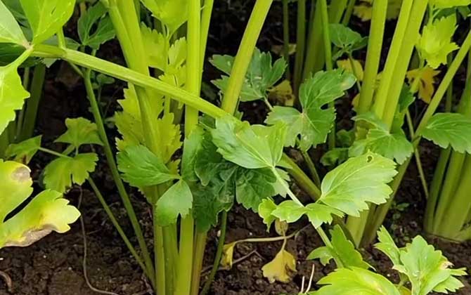 芹菜是什么植物？/芹菜是什么植物裸子还是被子