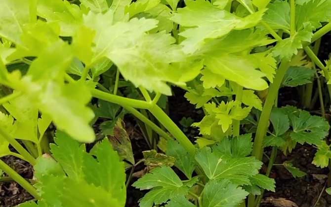 多肉种植土最佳配方/多肉种植土最佳时间