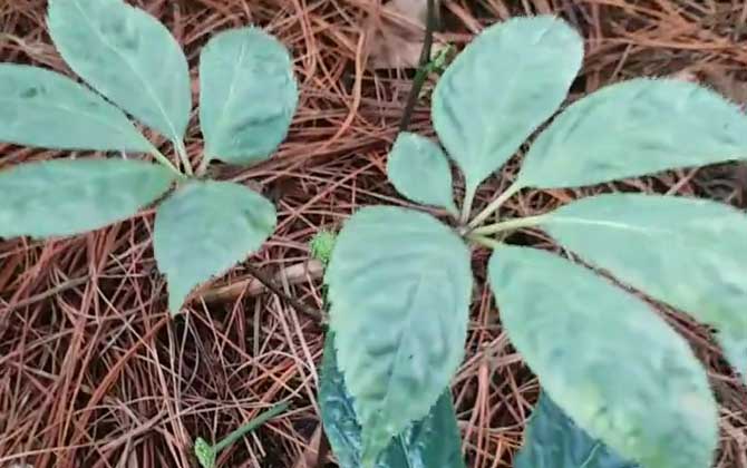 室内放太多植物的坏处/室内放太多植物好吗