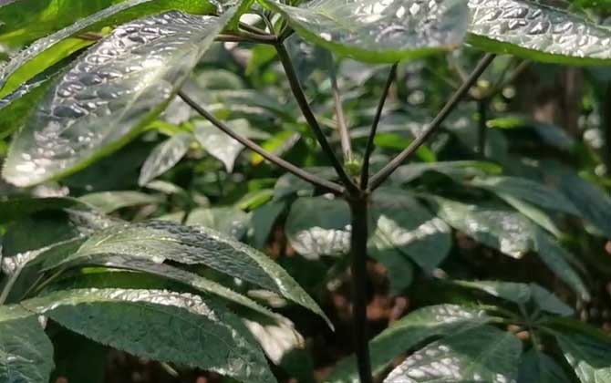 屋后种什么树有靠山风水好 房子后面栽什么树合适 屋后种什么树有靠山1、龙须树龙须树又叫做龙血树