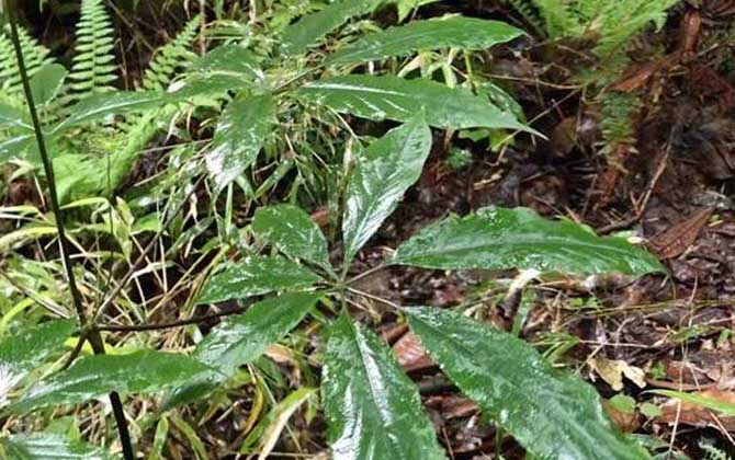 多肉植物开花后怎么办，可修剪扦插或授粉杂交出新品种/多肉植物开花后果实像辣椒