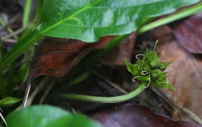 赤霉素能保花保果吗（在大樱桃保花保果的使用方法） 赤霉素能保花保果吗