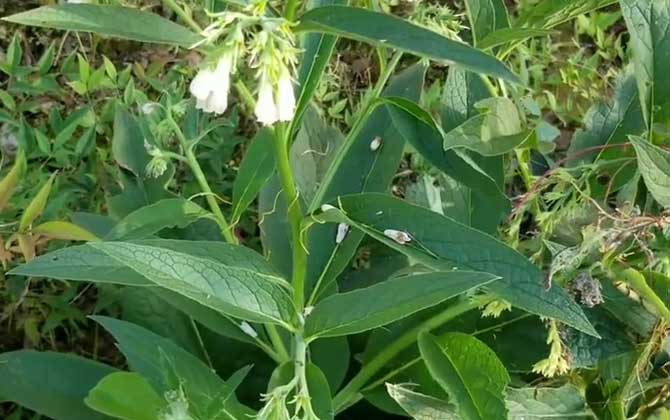 种植剑兰的方法有哪些呢/怎样种植剑兰花