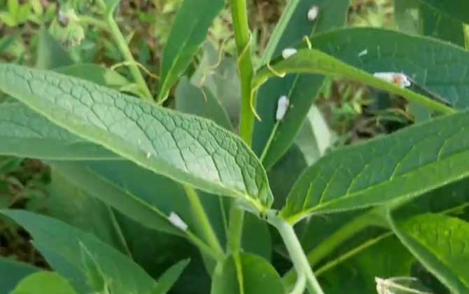 白花韧锦病虫害及防治方法，炭疽病播种前喷洒克菌丹/白花韧锦播种