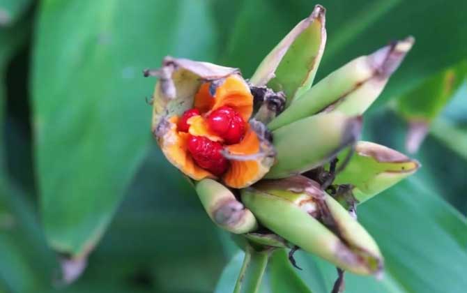 茼蒿怎么留种子 种子播种与种植方法 茼蒿如何留种