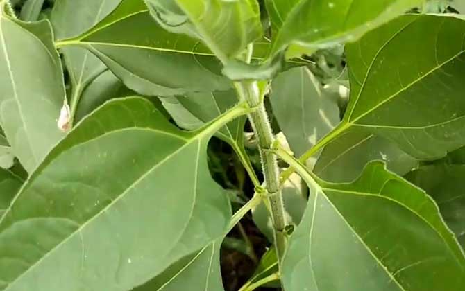 多肉植物开花啦！请别太得意了，处理不当后果很严重！/多肉植物开花啦怎么办