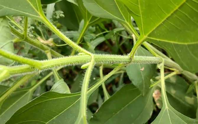 20种好看又好养的多肉植物/最好看又好养的鱼