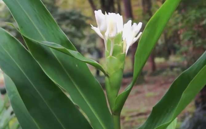 姜花是什么植物？/姜花是生姜的花吗?姜花的花语是什么?