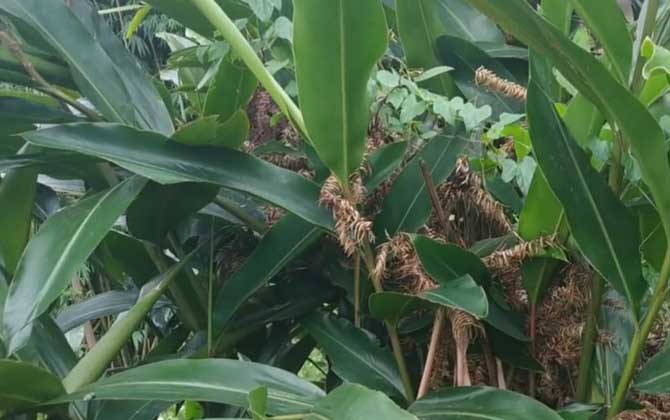 孕蕾期的茶花如何促进新枝生长 茶花孕蕾期的管理