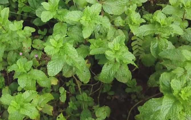 如何养植食蚊草植物/如何养植食蚊草花视频