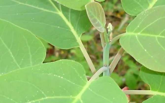 天目木姜子是什么植物？/天目子的药用