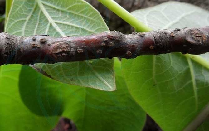 毛豆的种植方法和技术毛豆怎么种植管理价值产量高 毛豆的种植方法视频