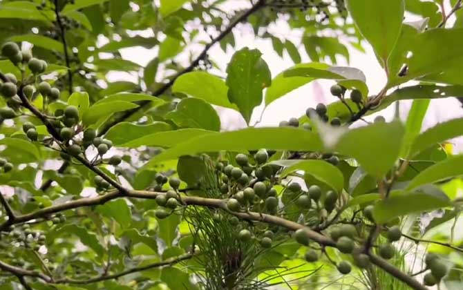 八仙花如何进行繁殖呢/八仙花养护技术