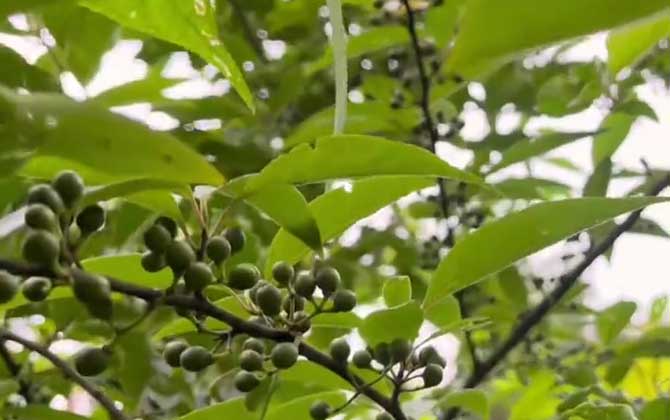 室内花瓶适合养什么花 室内花瓶摆设