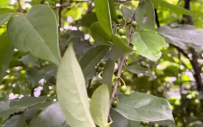 丁香花不开花怎么办呢花期多长呢/丁香花不开花怎么办