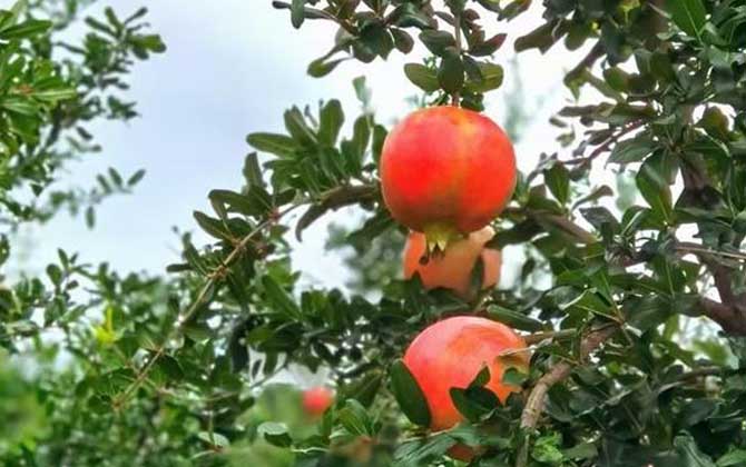 君子兰怎么养护正常开花  避免踩得雷区 开花的君子兰怎么养护