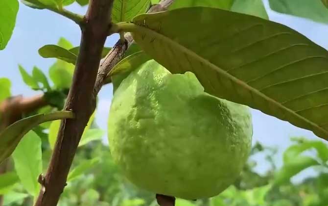 紫阳花有毒吗 紫阳花有毒吗图片