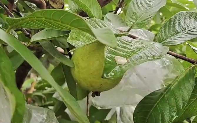 烟草赤星病用什么药治疗 症状是怎样的