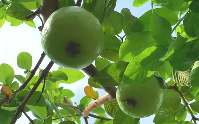 水梅花和凤仙花的区别/水梅花和凤仙花的叶子一样吗