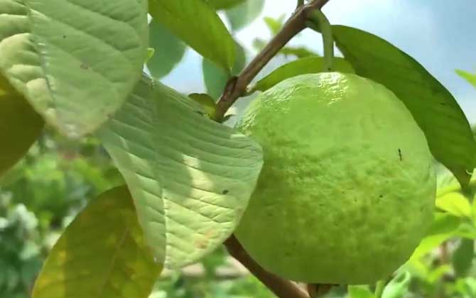 多肉植物烟煤病的防治方法（附图）/多肉植物烟煤病图片