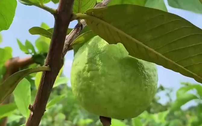 风滚草和卷柏是1种植物吗