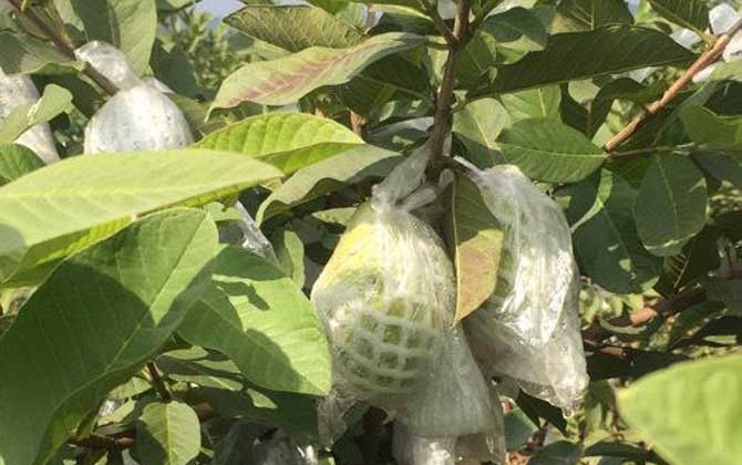 全国哪里的柿饼最好吃最出名 什么地方的柿子饼最正宗 全国哪里的柿饼最出名