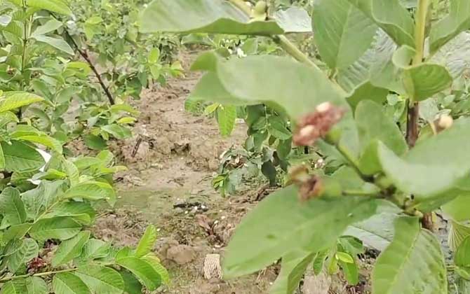 空心菜生虫怎么处理 附空心菜的清洗方法