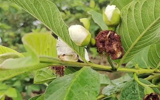 蝴蝶兰不开花怎么办  如何养顺利开花 蝴蝶兰不开花怎么办?教你几个小技巧