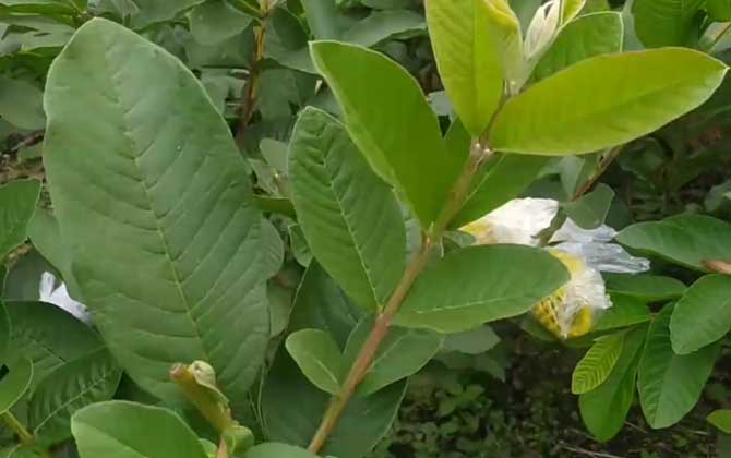 哪种土壤用来养植栀子花是最好栀子花养植土如何配比/什么土壤养花最好