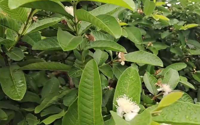 豇豆种植行距和株距多少合适 种植密度与产量 豇豆种植行距和株距