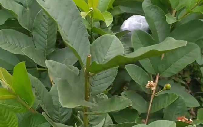 植物烂根怎么补救 烂根处理方法药物+脱盆 植物烂根补救方法有哪些