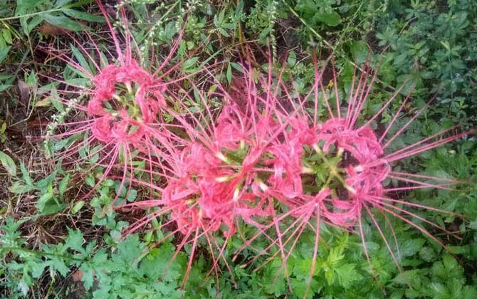 彼岸花是什么植物？/彼岸花是什么植物类型