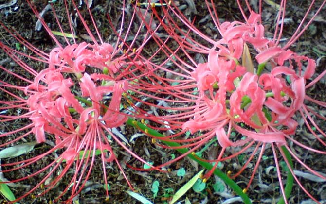 栀子花叶子发黄是什么原因 栀子花叶子发黄怎么办