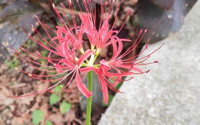 彼岸花的寓意和花语及传说/彼岸花的寓意和花语中国