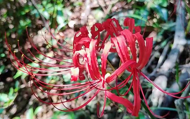 栀子花花蕾发黑脱落怎么办