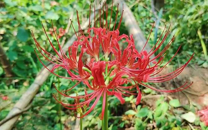 栀子花额各种病害是什么？/栀子花各种病害的图片特征