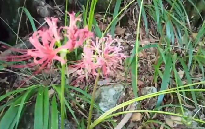 月季花什么季节种植最好 种植的最佳时间 月季花什么季节压枝好