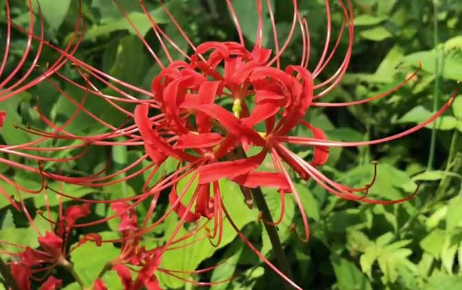 花月夜开花了需要剪掉花剑吗/花月夜开花了需要浇水吗