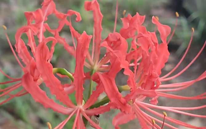 棉花的种植条件 附热量需求