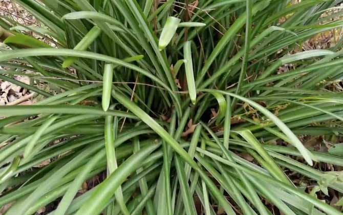 芝麻什么时候收割最好 芝麻种植时间和收割时间 芝麻什么时候收成