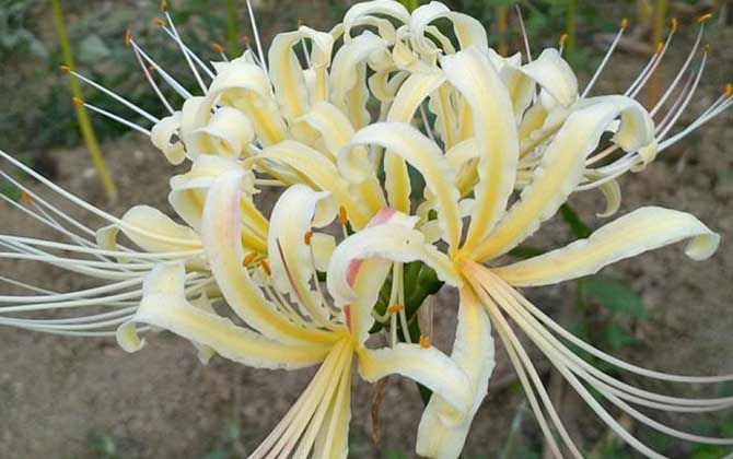 芝麻什么时候收割最好 芝麻种植时间和收割时间 芝麻什么时候收成