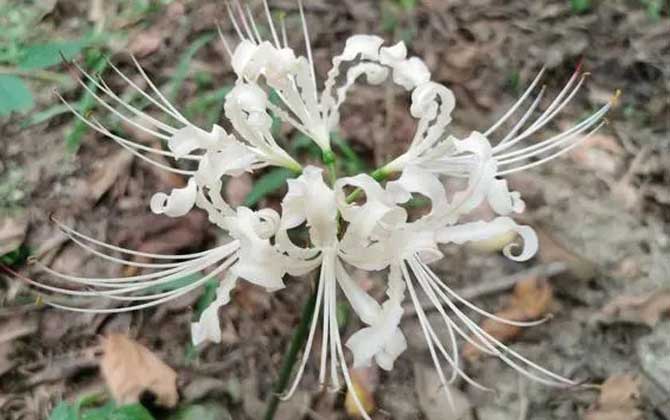 青苹果植物叶子发黄/青苹果绿植叶子边缘枯黄发黑