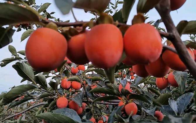 法师多肉植物养护用什么土壤 法师系列多肉植物怎么养