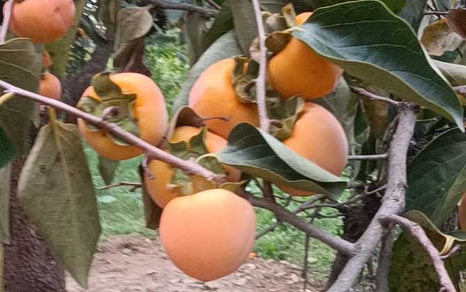 臭椿树的种植技术 生长习性是什么