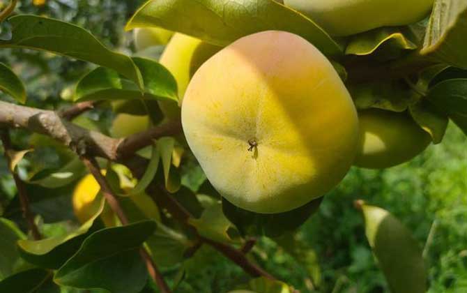 蔬菜跳甲用什么药能打死叶菜类青菜怎样防治跳甲 蔬菜中的跳甲的特效药