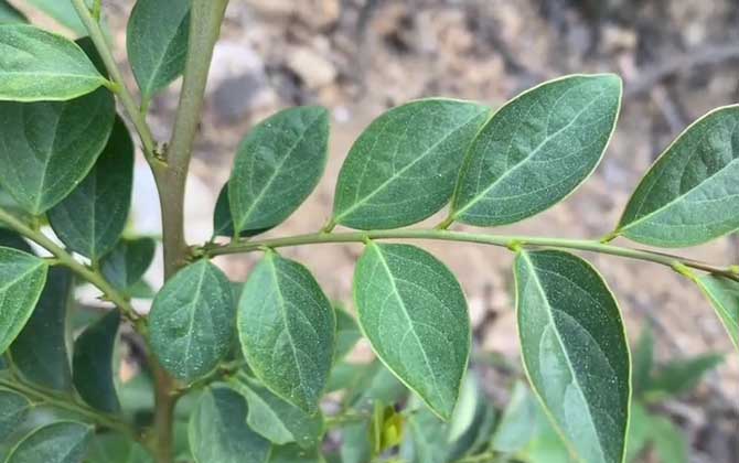 月份可以移栽茶花吗（网上什么季节买茶花容易成活） 月份可以移栽茶花吗