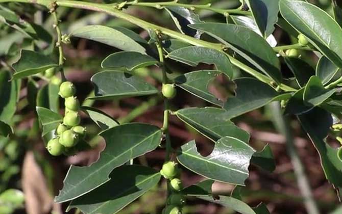 茶花叶子干枯怎么办