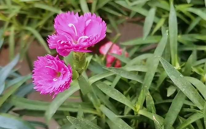 怎么用树皮种兰花苗儿越长越旺 树皮植料种兰花的缺点